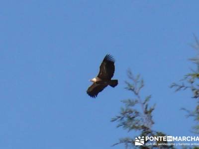 Buitre sobrevolando - Senderismo Cañón del Río Lobos - fines de semana; viajes en agosto